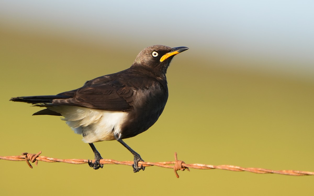 African Pied Starling - ML611463574