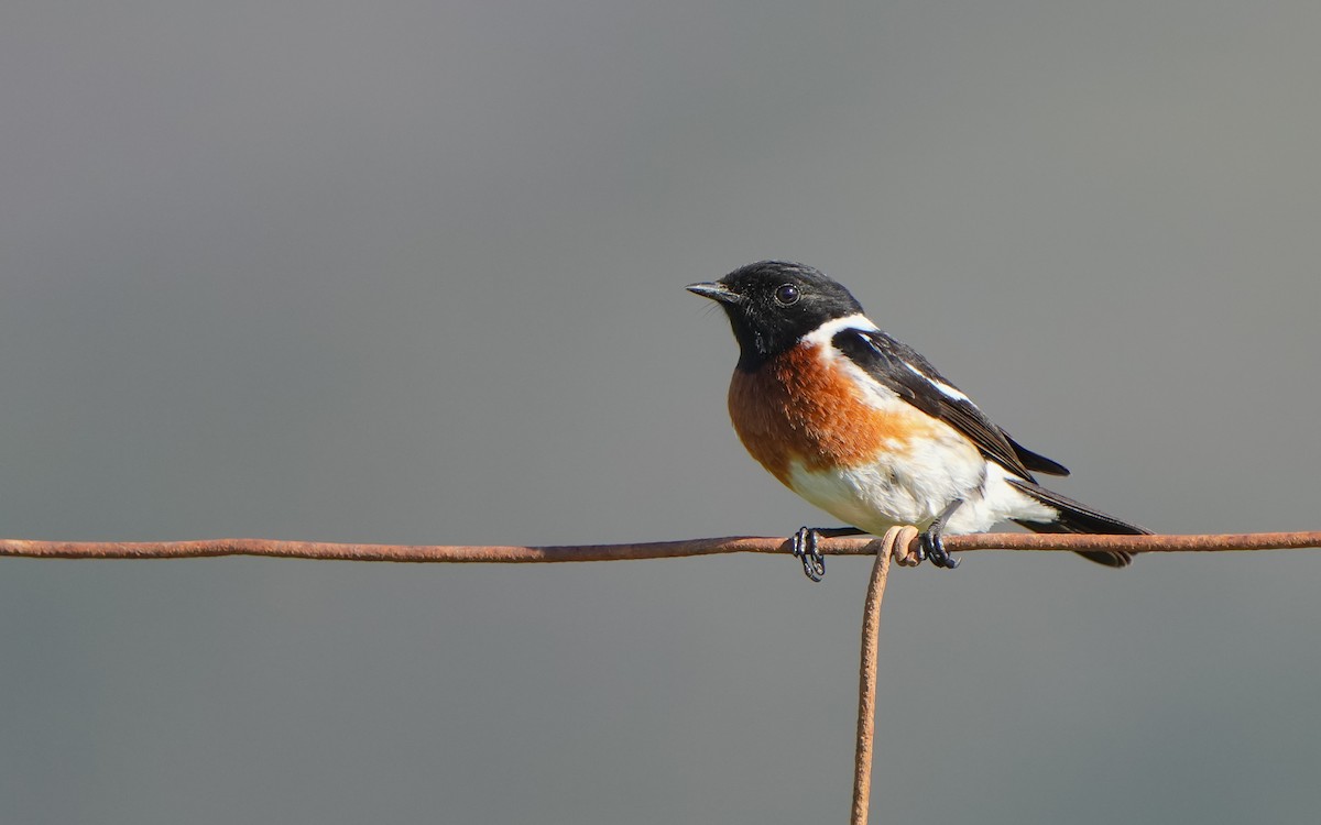 African Stonechat (African) - ML611463580