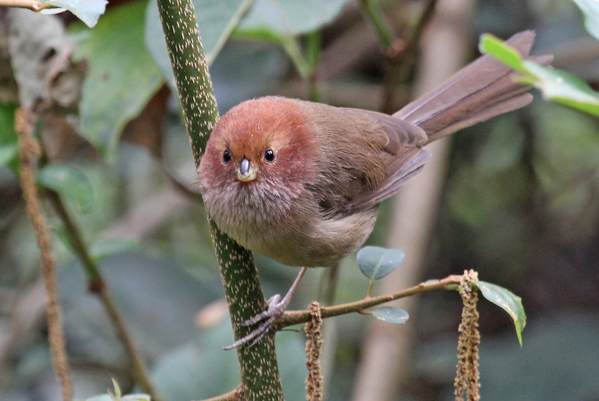 Brown-winged Parrotbill - ML611463589