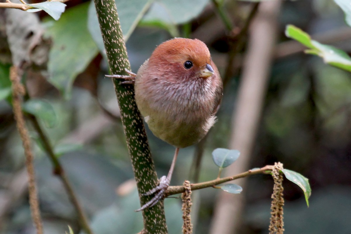 Brown-winged Parrotbill - ML611463592