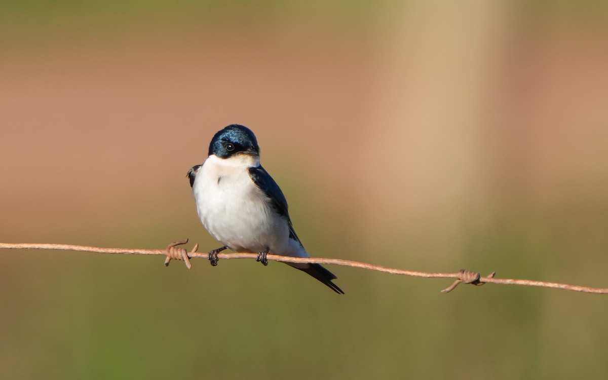Pearl-breasted Swallow - ML611463622