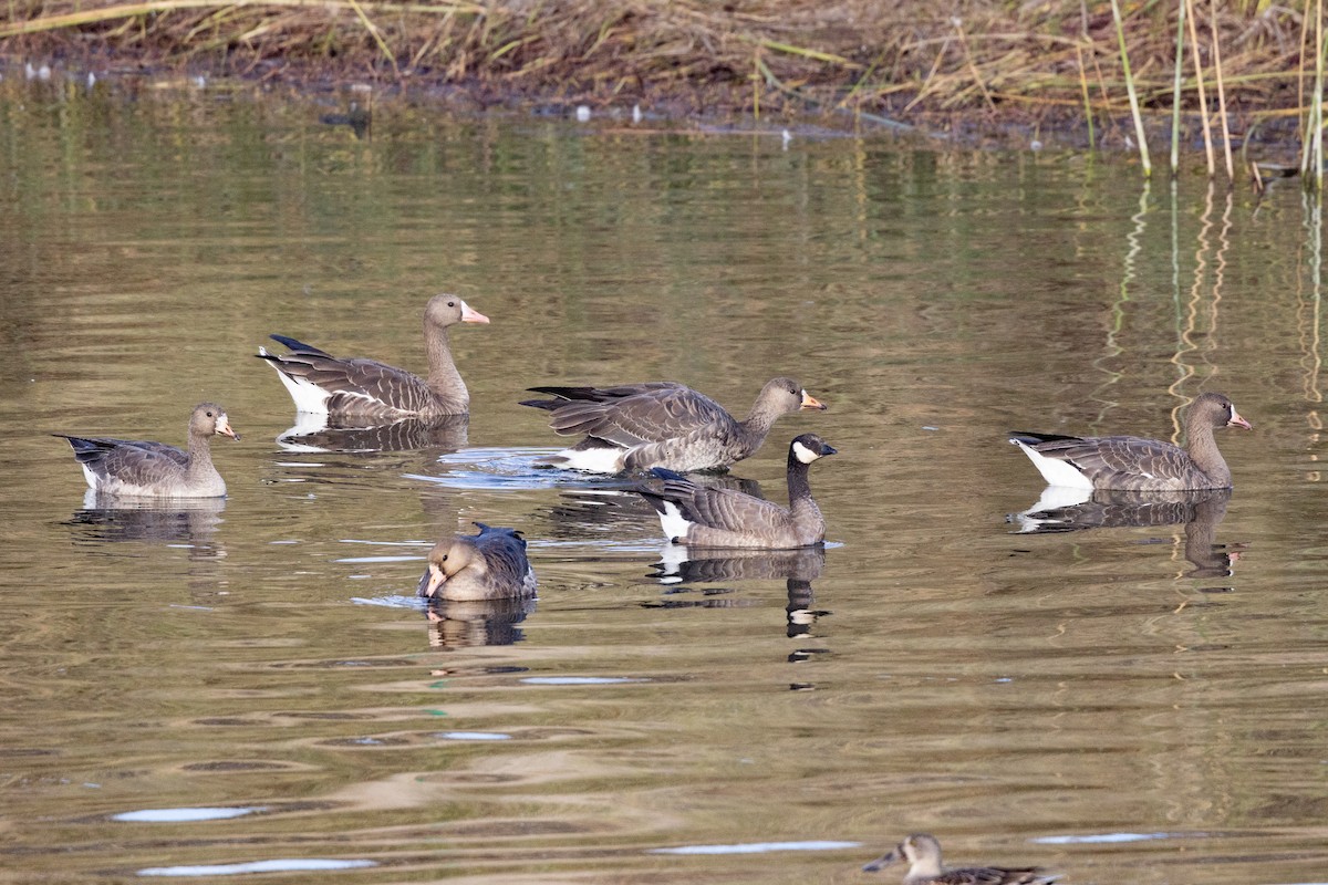Greater White-fronted Goose - ML611463716