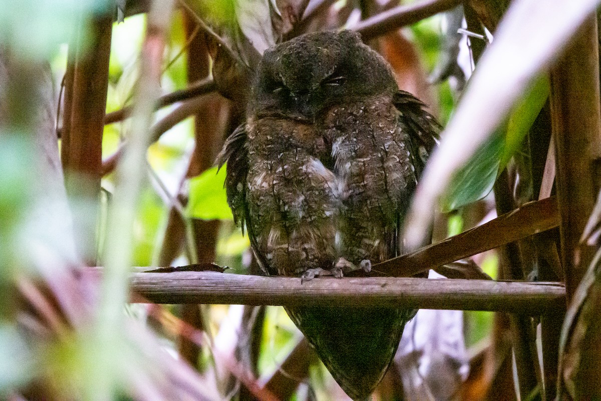 Madagascar Scops-Owl (Rainforest) - ML611463906