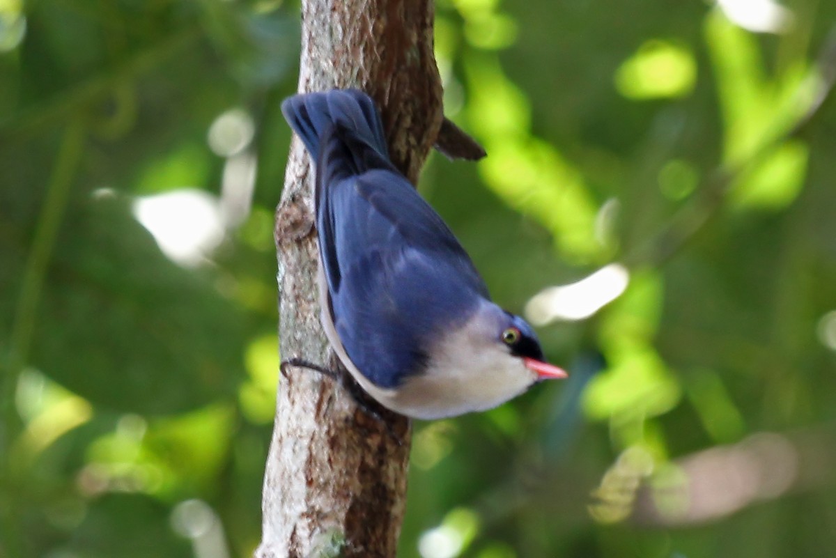 Velvet-fronted Nuthatch - ML611464060