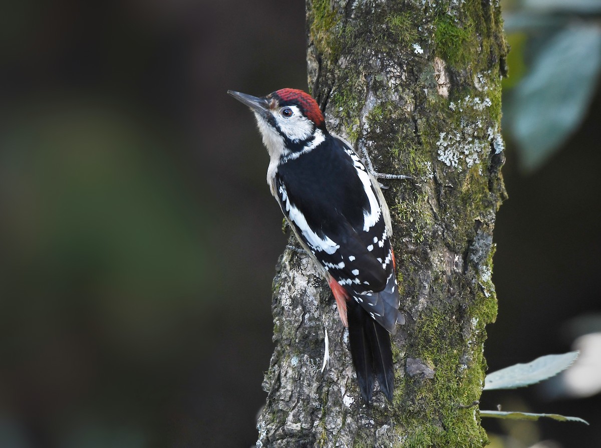 Himalayan Woodpecker - ML611464235