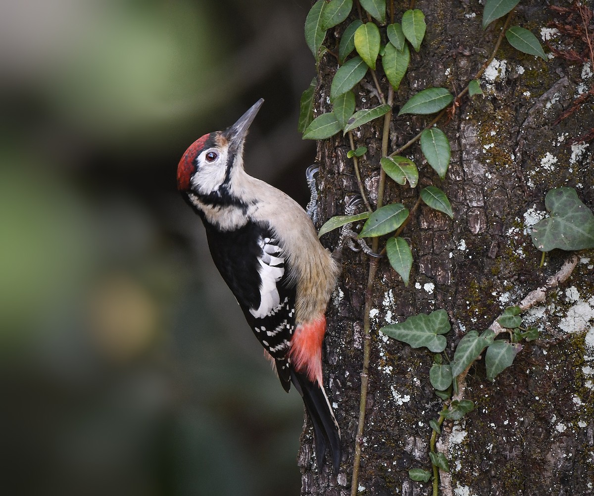 Himalayan Woodpecker - ML611464244
