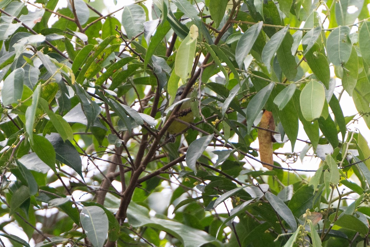Island Leaf Warbler - ML611464255