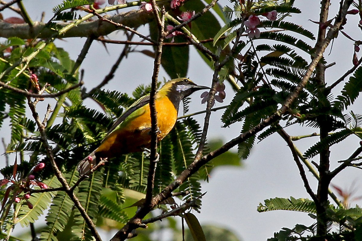 Orange-bellied Leafbird (Orange-bellied) - ML611464325