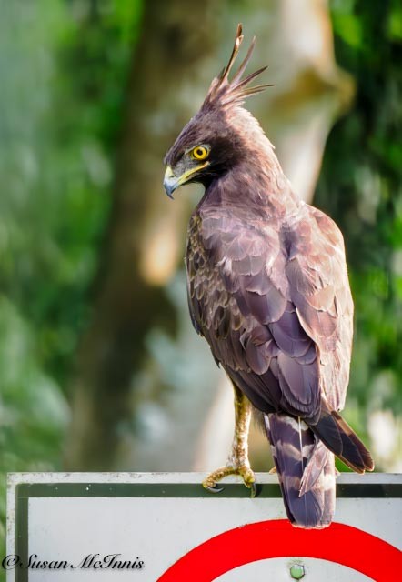 Long-crested Eagle - Susan Mac