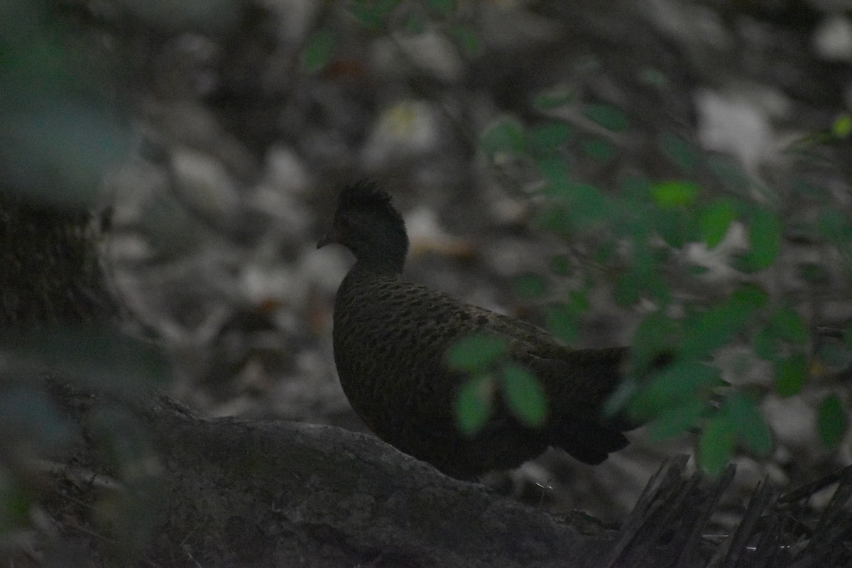 Red Spurfowl - Anonymous