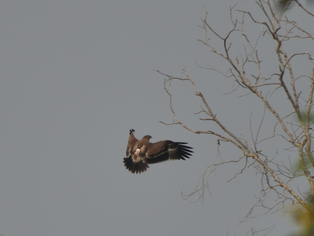 Indian Spotted Eagle - Anonymous