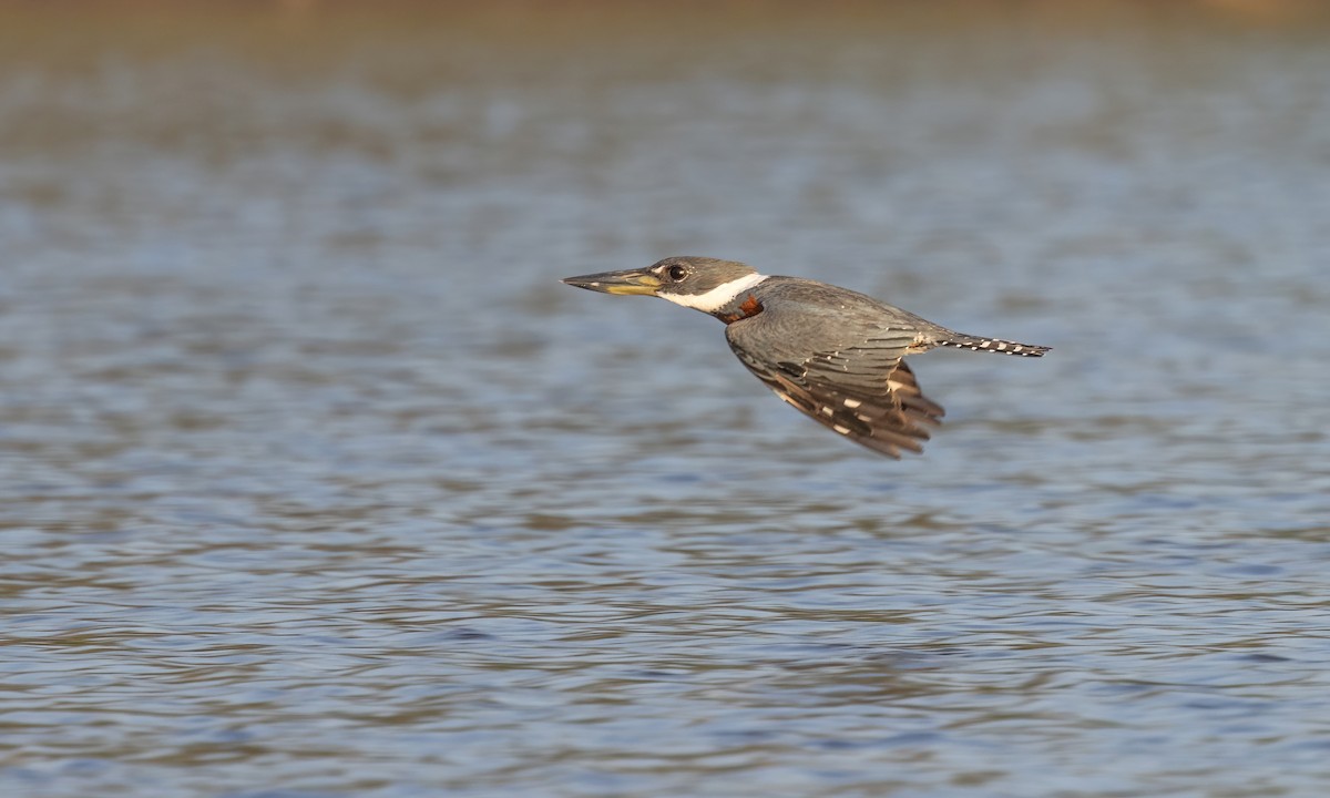 Ringed Kingfisher (Northern) - Paul Fenwick