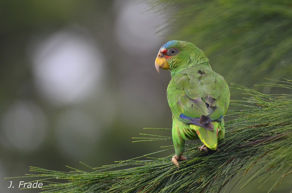 White-fronted Parrot - ML61146531