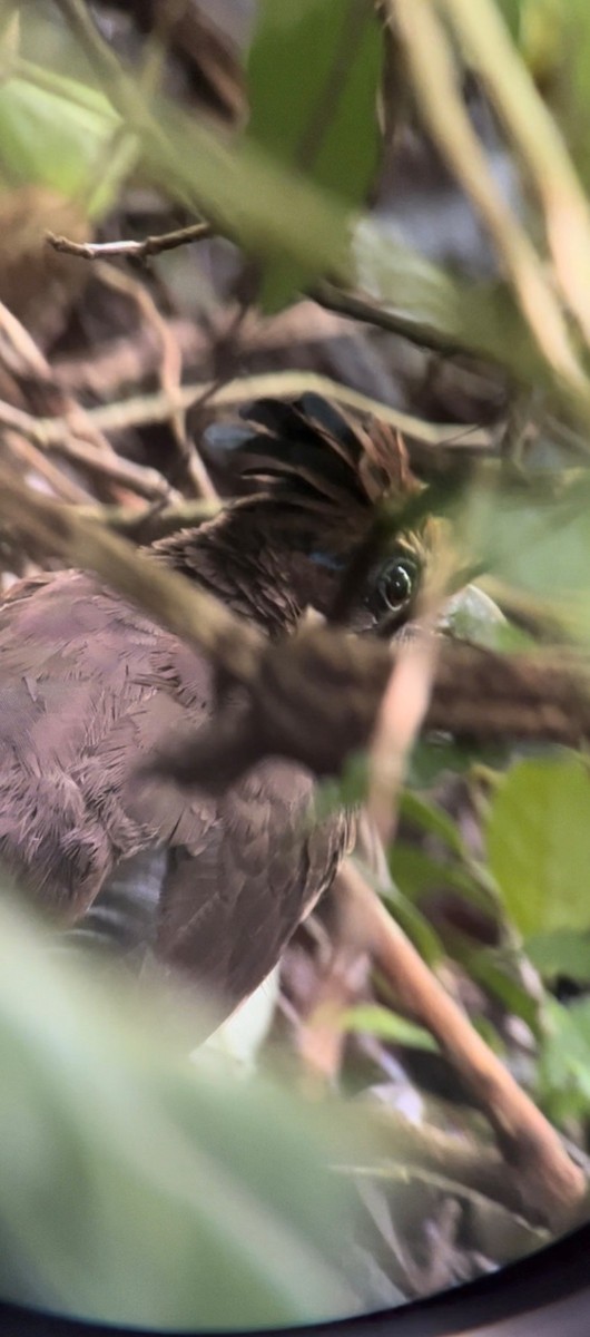 eBird Checklist 12 Nov 2023 Canopy Lodge 5 species