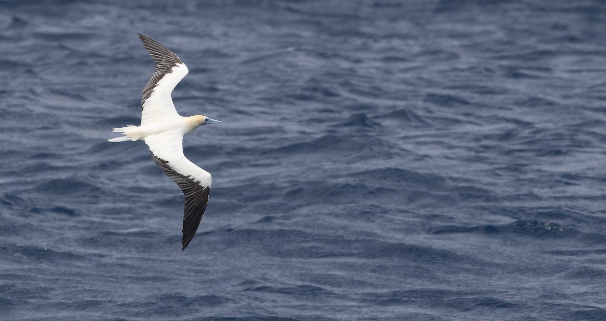 Red-footed Booby (Atlantic) - ML611465490