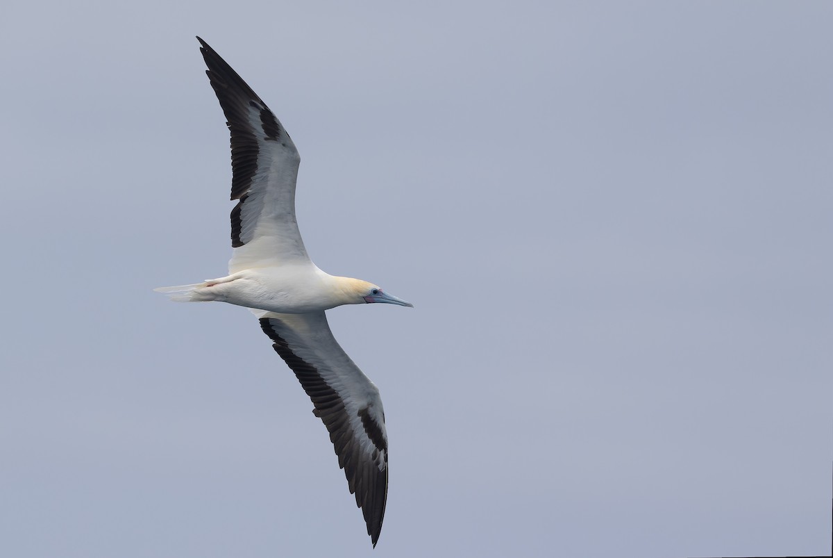 Red-footed Booby (Atlantic) - ML611465493