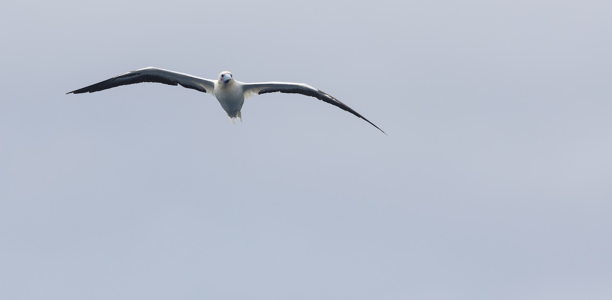 Red-footed Booby (Atlantic) - ML611465496