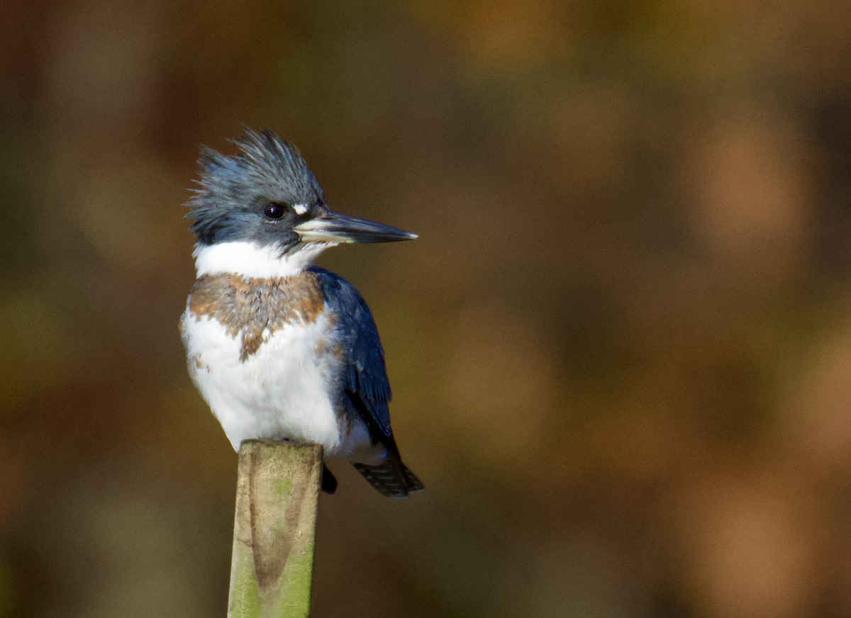 Belted Kingfisher - ML611465567