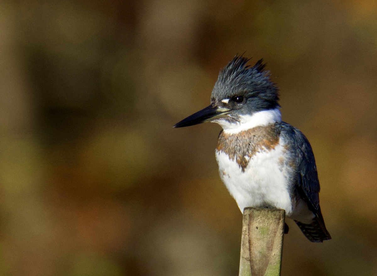 Belted Kingfisher - ML611465568