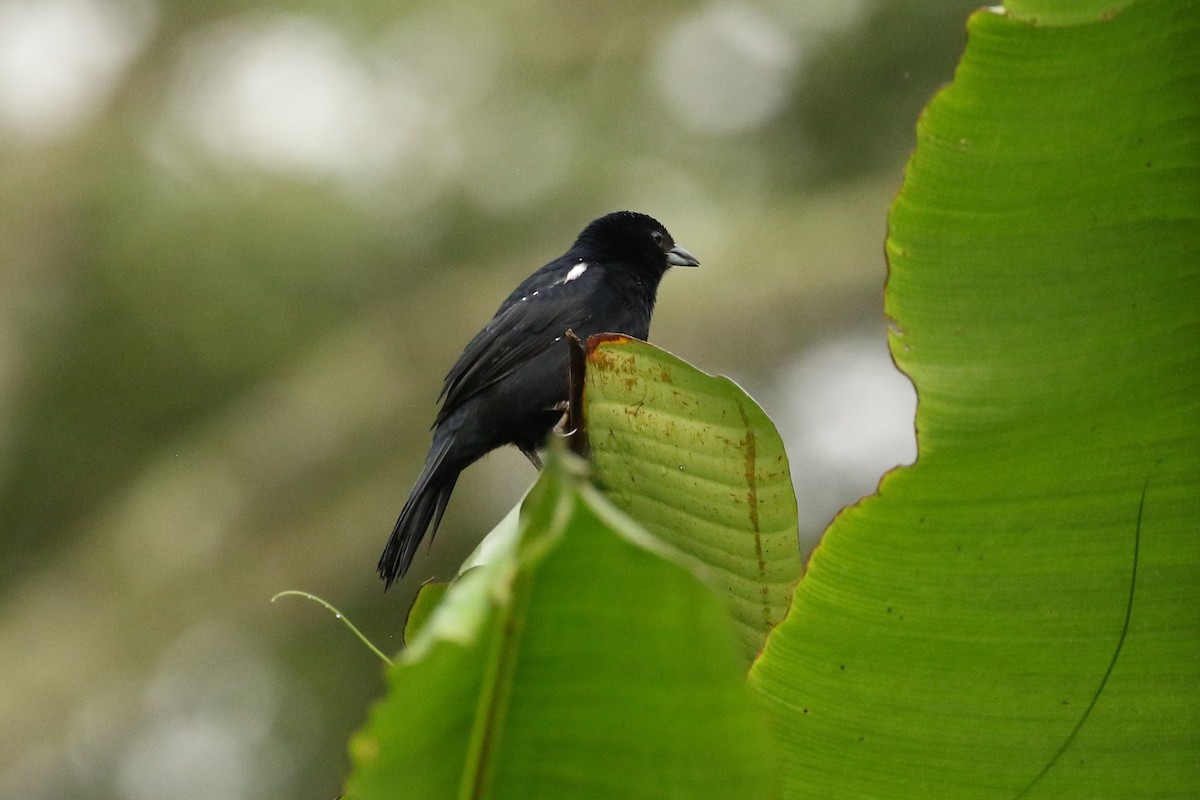 White-lined Tanager - ML611465736
