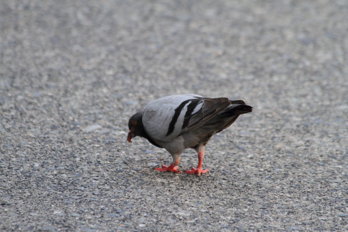 Rock Pigeon (Feral Pigeon) - ML611465753