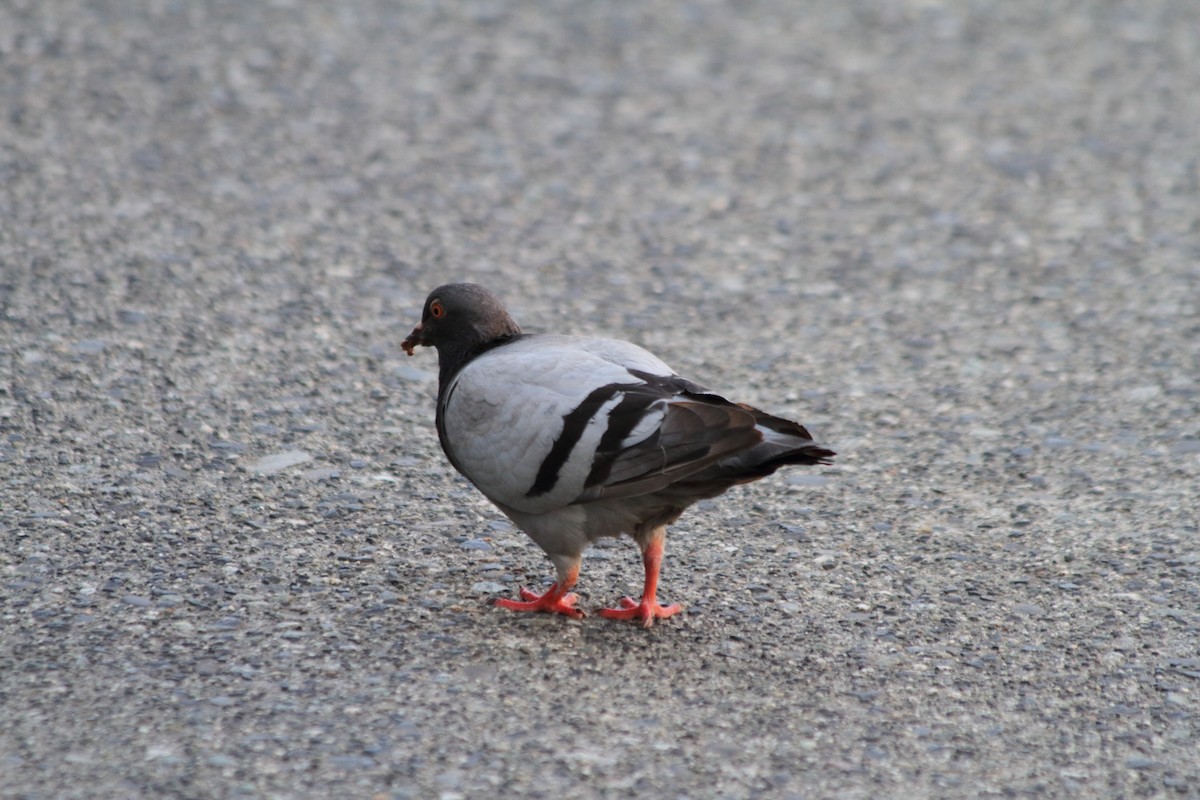Rock Pigeon (Feral Pigeon) - ML611465755