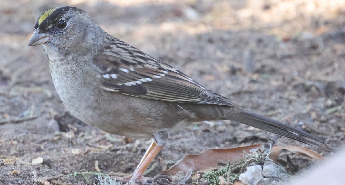 Golden-crowned Sparrow - ML611466404