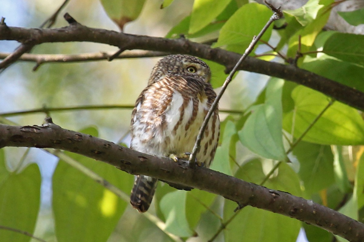 Collared Owlet - ML611466407