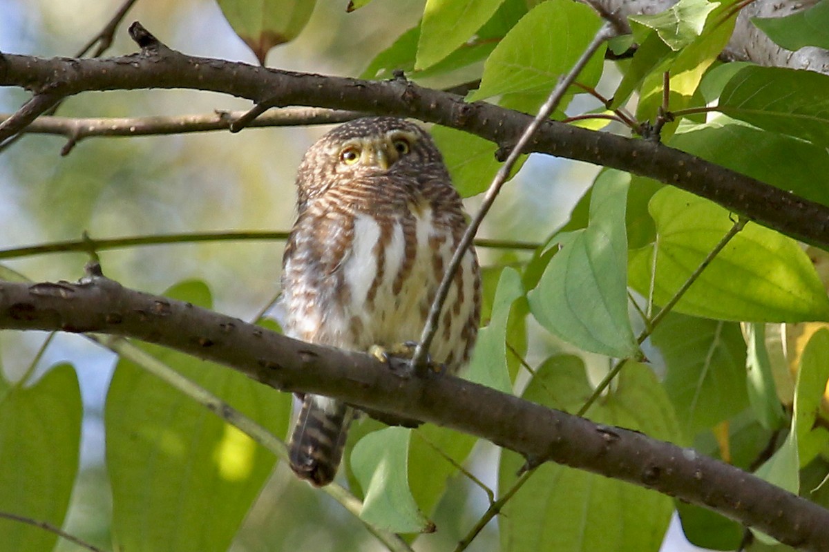 Collared Owlet - ML611466409