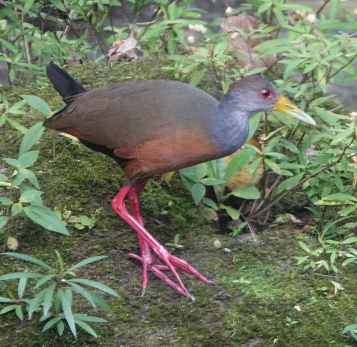 eBird Checklist 15 Nov 2023 Canopy Lodge 14 species