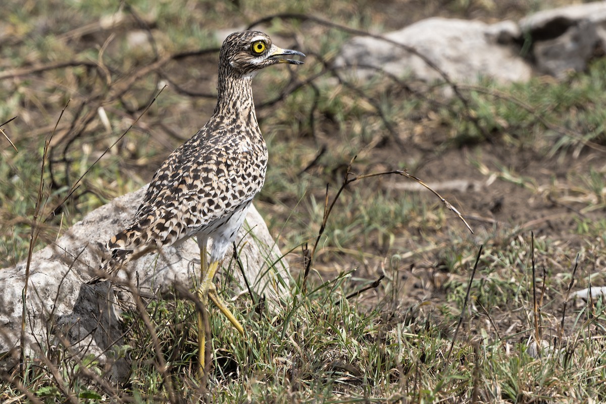 Spotted Thick-knee - ML611466711