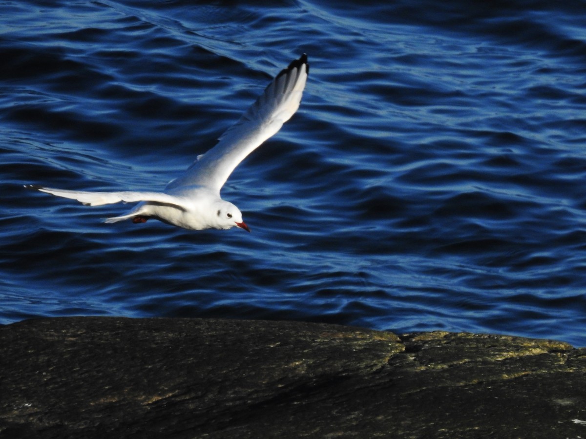 Mouette rieuse - ML611466737