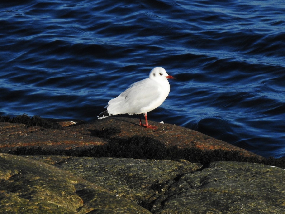 Mouette rieuse - ML611466738