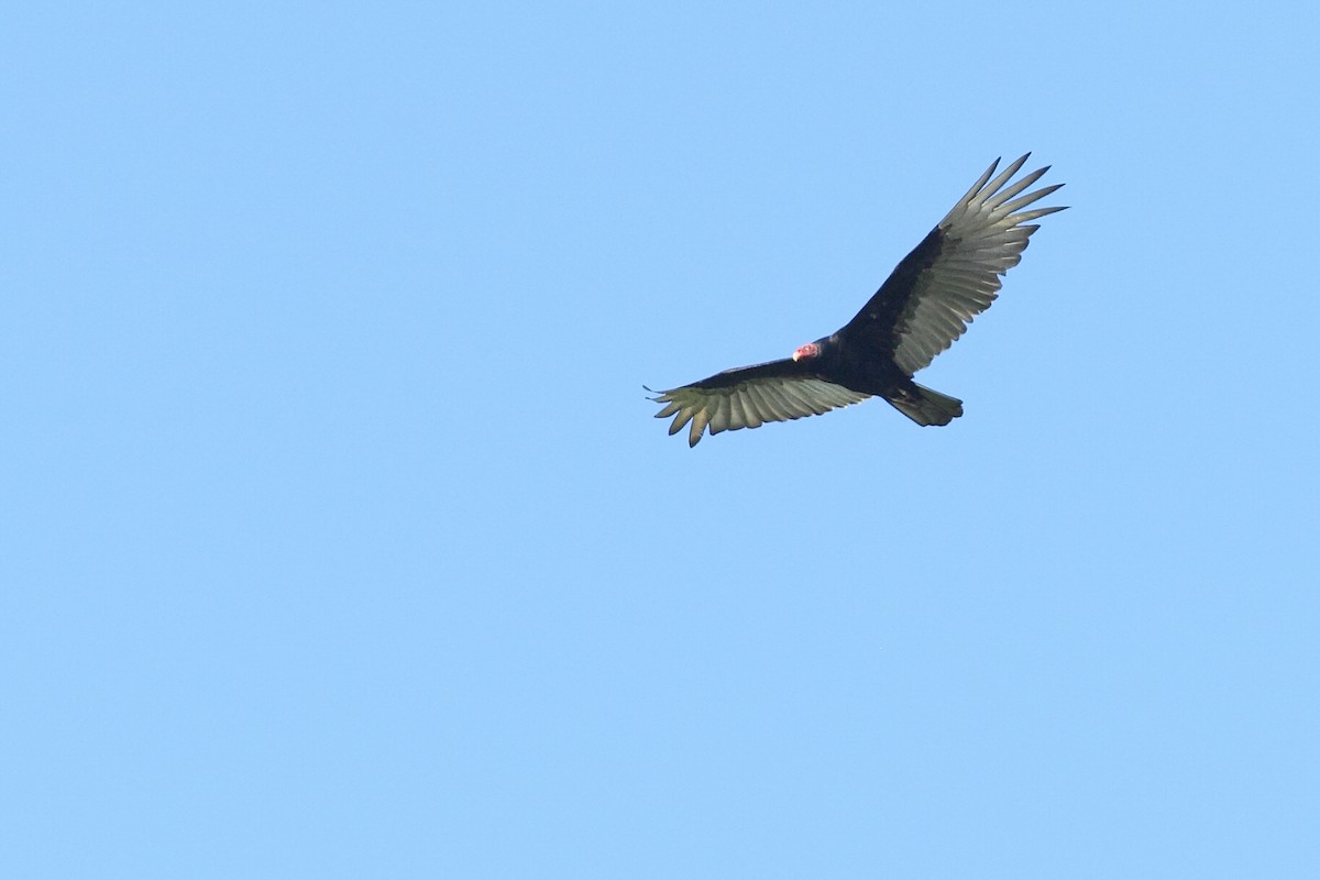 Turkey Vulture - ML611466848