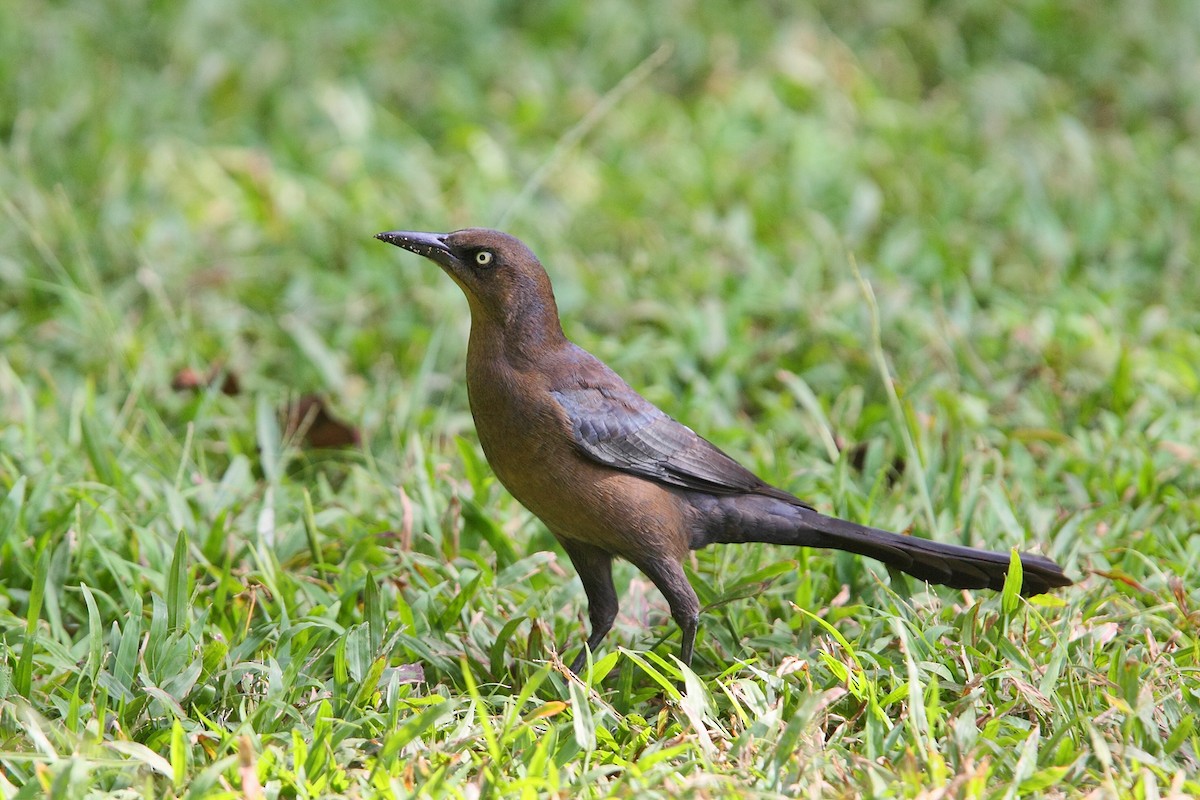 Great-tailed Grackle - ML611466850