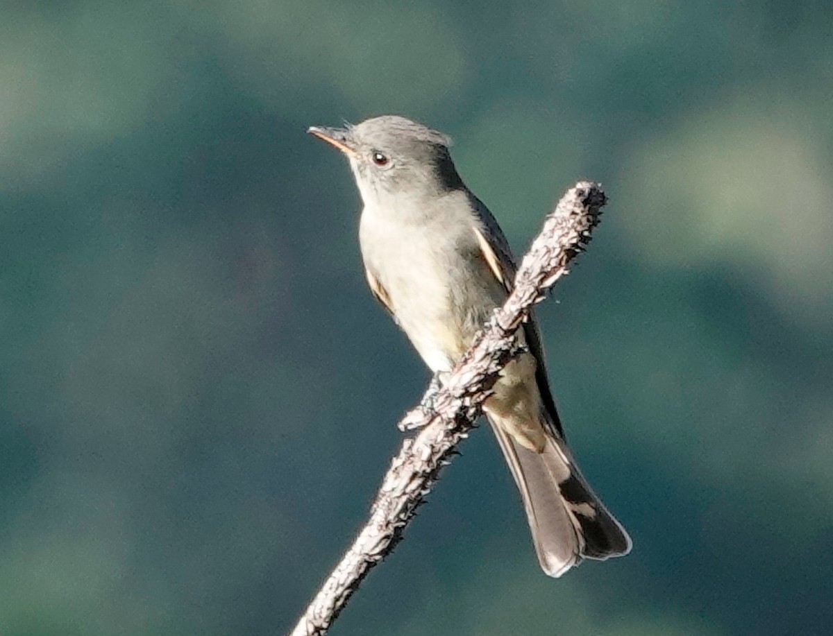 Greater Pewee - ML611467080