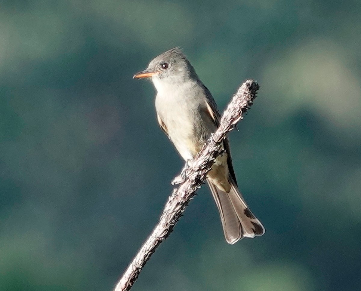 Greater Pewee - ML611467081
