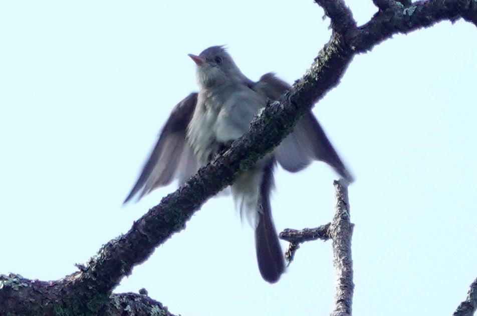 Greater Pewee - ML611467085