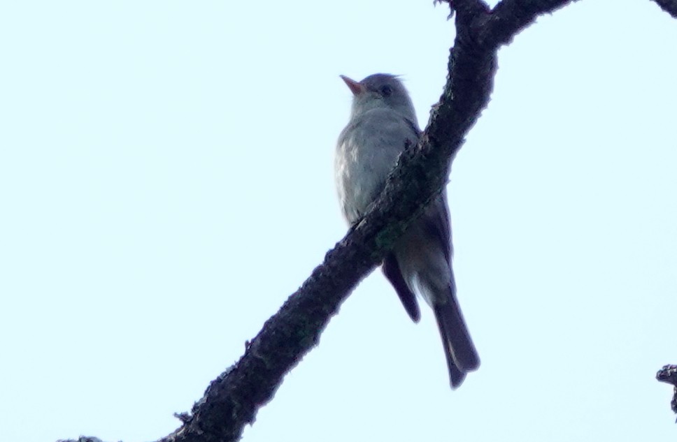 Greater Pewee - ML611467086
