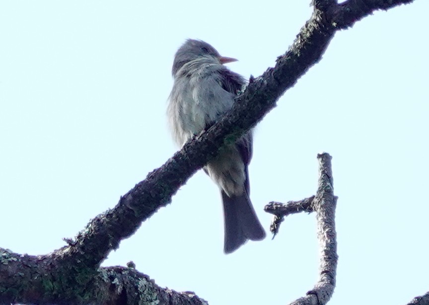 Greater Pewee - ML611467087