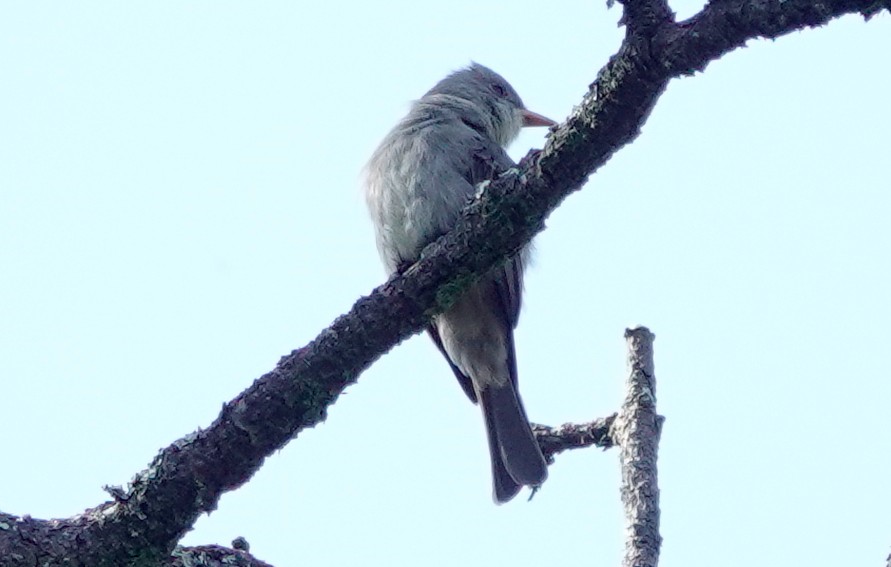 Greater Pewee - ML611467088