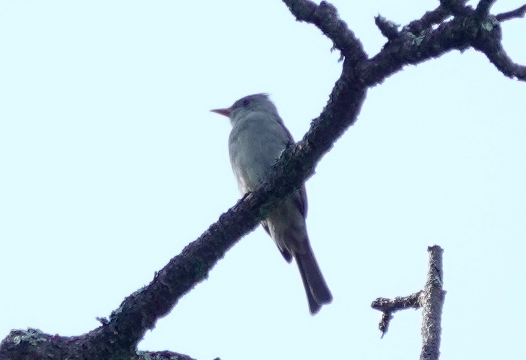 Greater Pewee - ML611467089