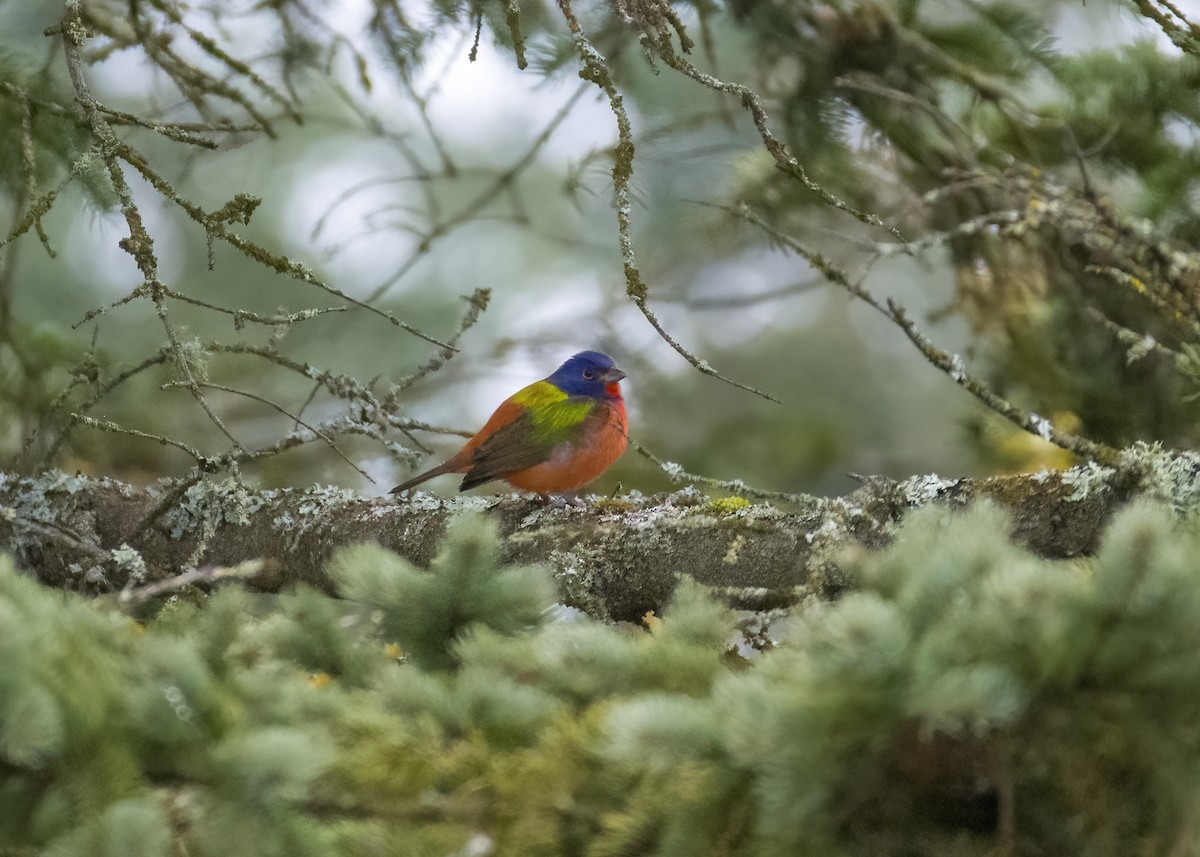 Painted Bunting - ML611467208