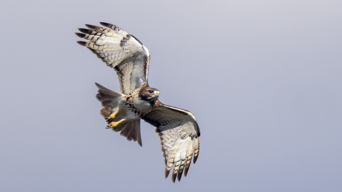Red-tailed Hawk - ML611467292