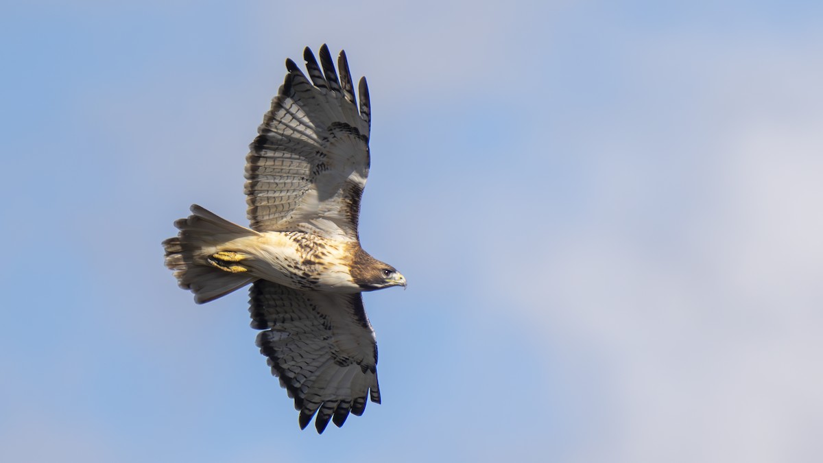 Red-tailed Hawk - ML611467298