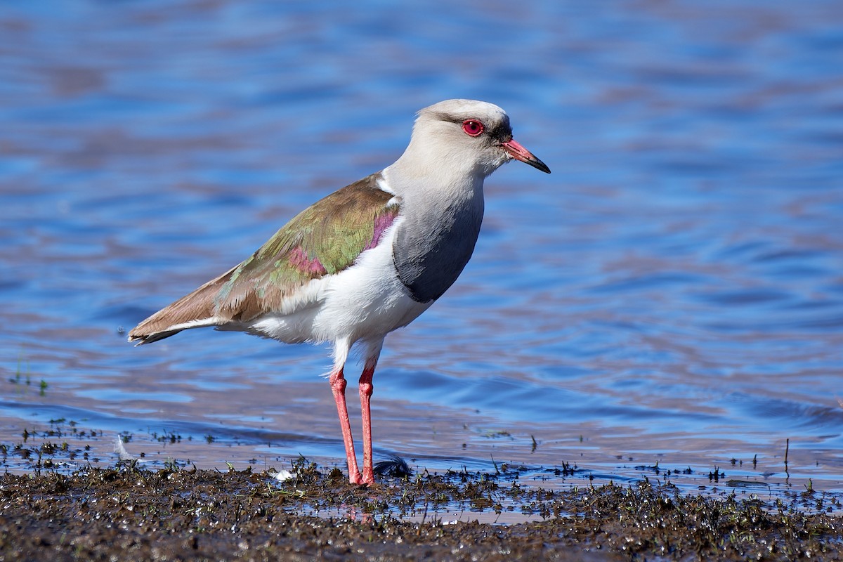 Andean Lapwing - ML611467391