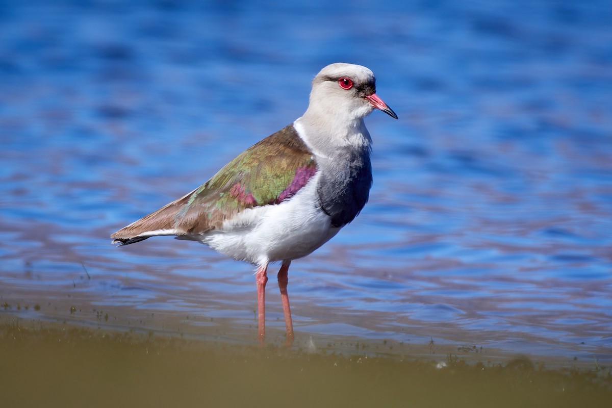 Andean Lapwing - ML611467392