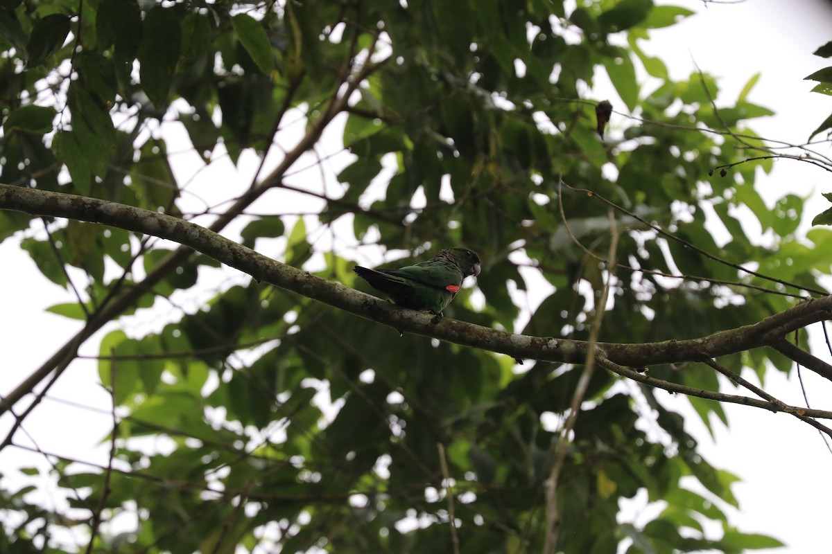 Maroon-tailed Parakeet (Choco) - ML611467555