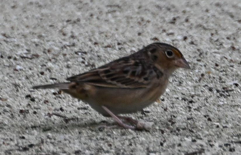 Grasshopper Sparrow - ML611468195