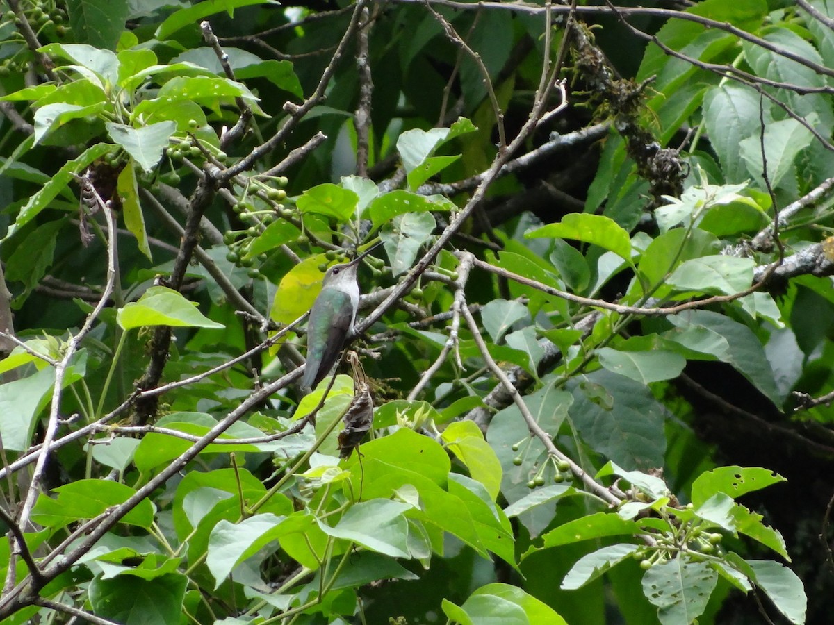 kolibřík bělobřichý - ML611468298